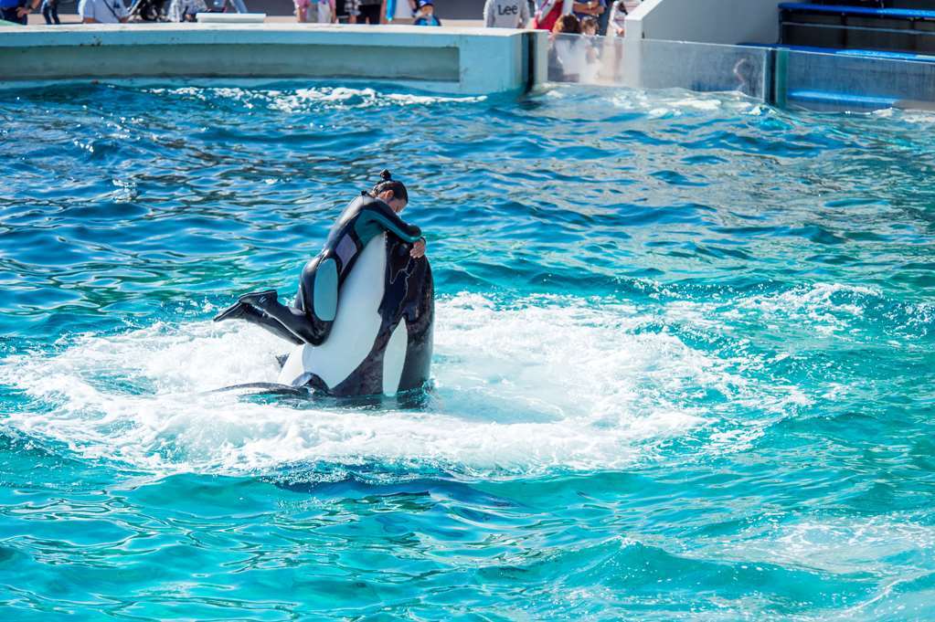 Kamogawa Sea World Hotel Einrichtungen foto